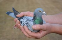 Швидкісного поштового голуба продано на аукціоні за рекордні 1,6 млн євро
