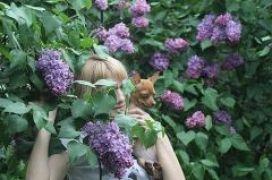В ботсаду им.Гришко цветет сирень