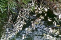 ​Побережье Керчи оказалось завалено тоннами мертвой хамсы 
