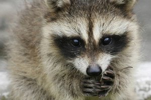 В Германии из-за застрявшего в рельсе енота изменили расписание поездов
