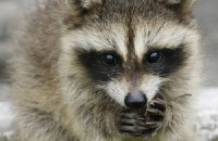 В Германии из-за застрявшего в рельсе енота изменили расписание поездов