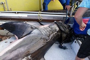Белая акула запрыгнула в лодку к исследователям