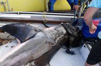 Белая акула запрыгнула в лодку к исследователям