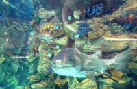 Еще одна акула в столичном торговом центре залегла на дно