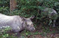 Непальцы научились отпугивать носорогов ромашкой