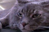 Производитель корма запустил онлайн-программу для толстых животных