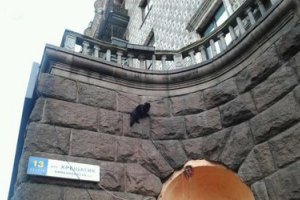 Активисты Евромайдана спасали кота, который запутался в проводах