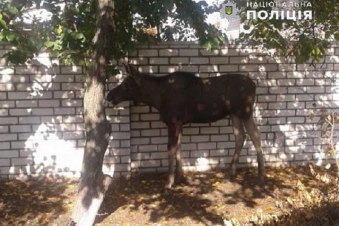 ​В Рубежном полиция на 40 минут перекрывала дорогу, чтобы сопроводить заблудившегося лося в лес