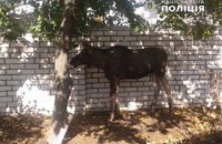 У Рубіжному поліція на 40 хвилин перекривала дорогу, щоб супроводити заблукалого лося до лісу