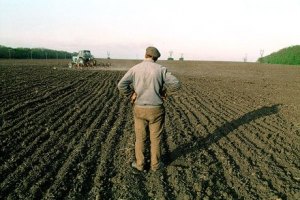 Кабмин выделил на пересев озимых по 130 грн за гектар