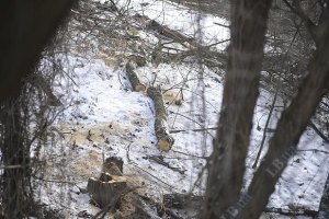 В Одесской области незаконно вырубили около 2 тыс. елок
