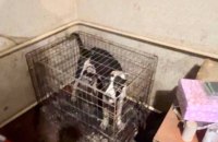 В розпліднику на Київщині собакам  влаштували “пекло”, - Нєбитов 