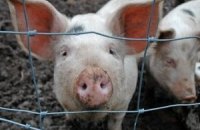 Зараженных чумой свиней развозили по нескольким регионам Украины