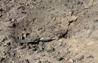 Росія протягом доби атакувала 16 областей України 
