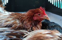 Кури в клітках: що думають українці про умови, в яких виробляють яйця 