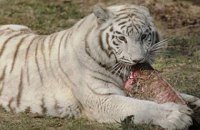 Человек уничтожил 60% диких животных на планете, - ​WWF