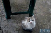 В Одессе  арестовали мужчину, который издевался над котятами