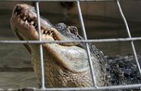 В Днепропетровском цирке спел хор крокодилов