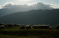 У Великій Британії виявили перший у світі випадок пташиного грипу у вівці