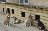 Як "фабрика смерті" стала першим притулком для бездомних тварин