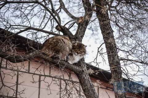 В Киеве в субботу будет облачно, до +13 градусов