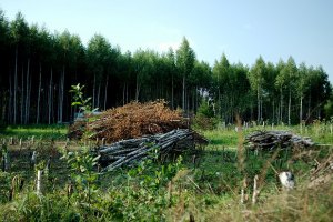 Заблудившего в ровненских лесах ребенка ищут 160 человек