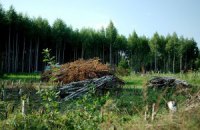 Заблудившего в ровненских лесах ребенка ищут 160 человек