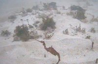 Ученые впервые сняли на видео новый вид морских драконов