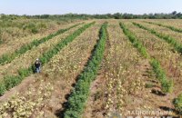 На Запоріжжі виявили плантацію конопель на 10 млн гривень