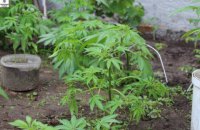 Николаевские патрульные нашли коноплю в доме поссорившихся пенсионеров