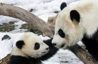 Пятничная панда #55