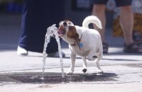 21 серпня в Україні буде сильна спека, місцями до +37°