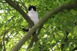 Киевские спасатели освободили кота из трехдневного плена на дереве