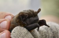 ​ВООЗ: коронавірус передався людині від кажанів через проміжну ланку, штучне походження дуже малоймовірне