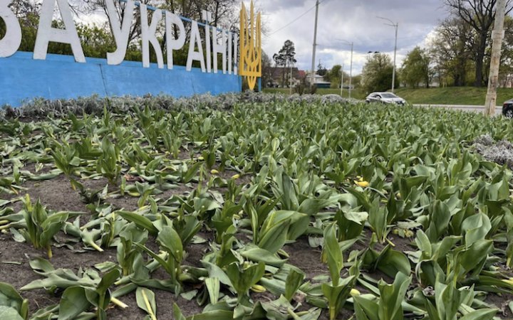 У Києві невідомі знищили тюльпани на клумбах у кількох районах