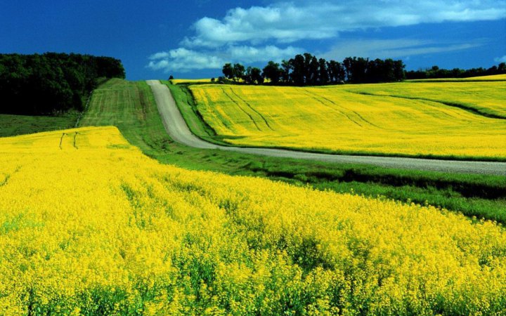 Європеїзація українського агросектору потребує 10 років перехідного періоду