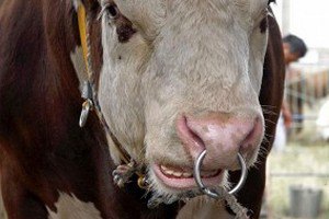 На границе Украины задержали двух россиян, двух украинцев и трех бычков