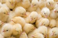 "Гаврилівські курчата" станут халяльными