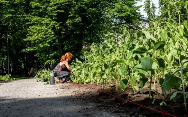 У Таллінні на місці майбутньої площі України висадили галявину соняшників