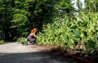 У Таллінні на місці майбутньої площі України висадили галявину соняшників