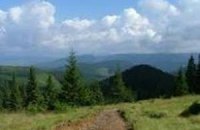 Киевлян просят не ходить в лес из-за клещей
