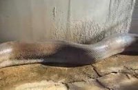 Парижская полиция выловила в реке 40-килограмовую змею