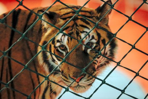 Черкасский горсовет запретил передвижные зверинцы и цирки