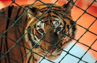 Черкасский горсовет запретил передвижные зверинцы и цирки