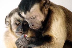 Ученые создали рекламную кампанию для обезьян