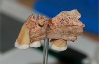 Люди заселили Европу 45 тыс. лет назад, - ученые