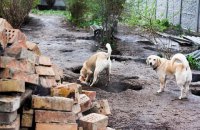 В Сумской области на мусорке обнаружили два мешка с убитыми собаками и котами