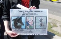 В Киеве прошла акции против эвтаназии бродячих животных
