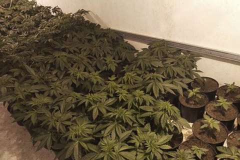 Комитет Рады рассмотрел петицию о легализации медицинского каннабиса, но для голосования не было кворума