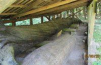 Чи потрібен Києву 1200-літній дуб?